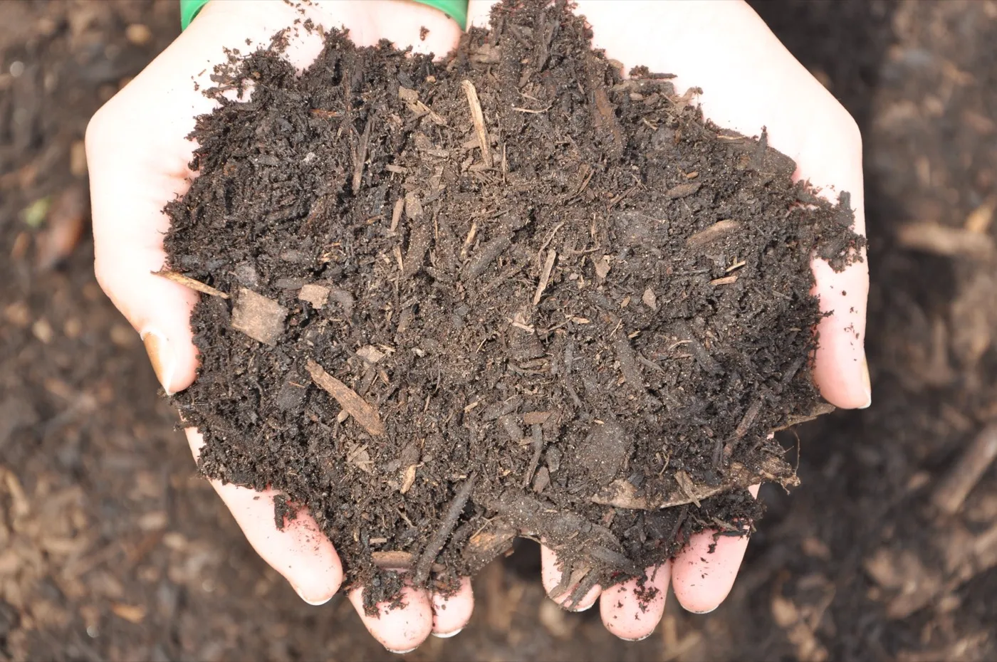 Cupped hands holding fine dark brown triple processed mulch