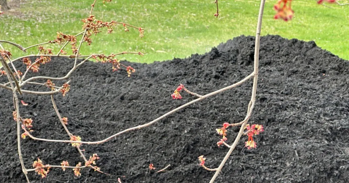 Spooky Landscapes: Create Halloween-Ready Yards
