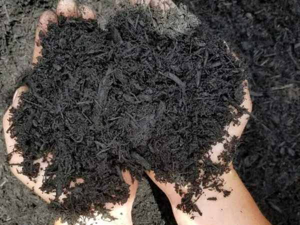 Hands holding deep black premium mulch over a black mulch pile