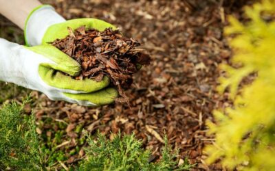 Springtime Mulching: The Ultimate Guide to Timing, Techniques, and Benefits for a Thriving Garden
